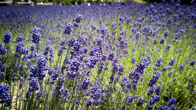 Lavender field at Farm Tomita