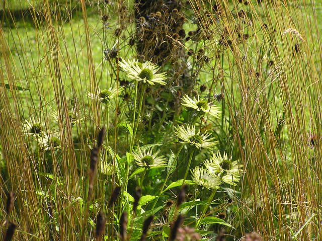 Echinacea 'Virgin'