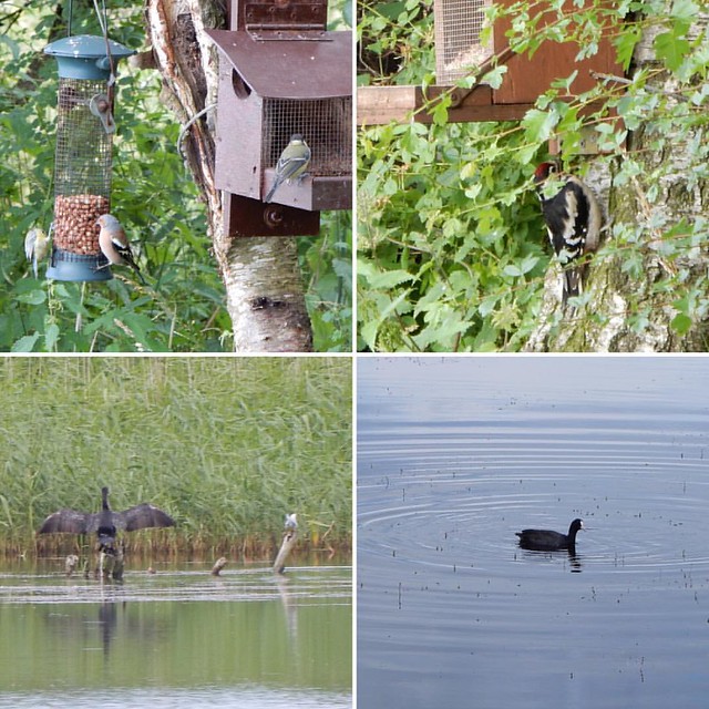 We spotted quite a lot of birds including a cormorant, woodpecker and unpictured kingfisher.