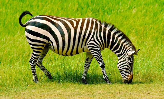 Zebra_4