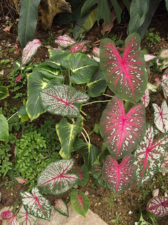 Caladium bicolor (Aiton) Vent Araceae Aroideae-บอนสี, บอนฝรั่ง (Central)