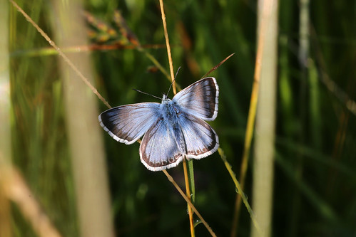 Chalkhill Blue Polyommatus coridon