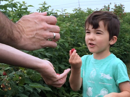 Raspberry Picking 2016