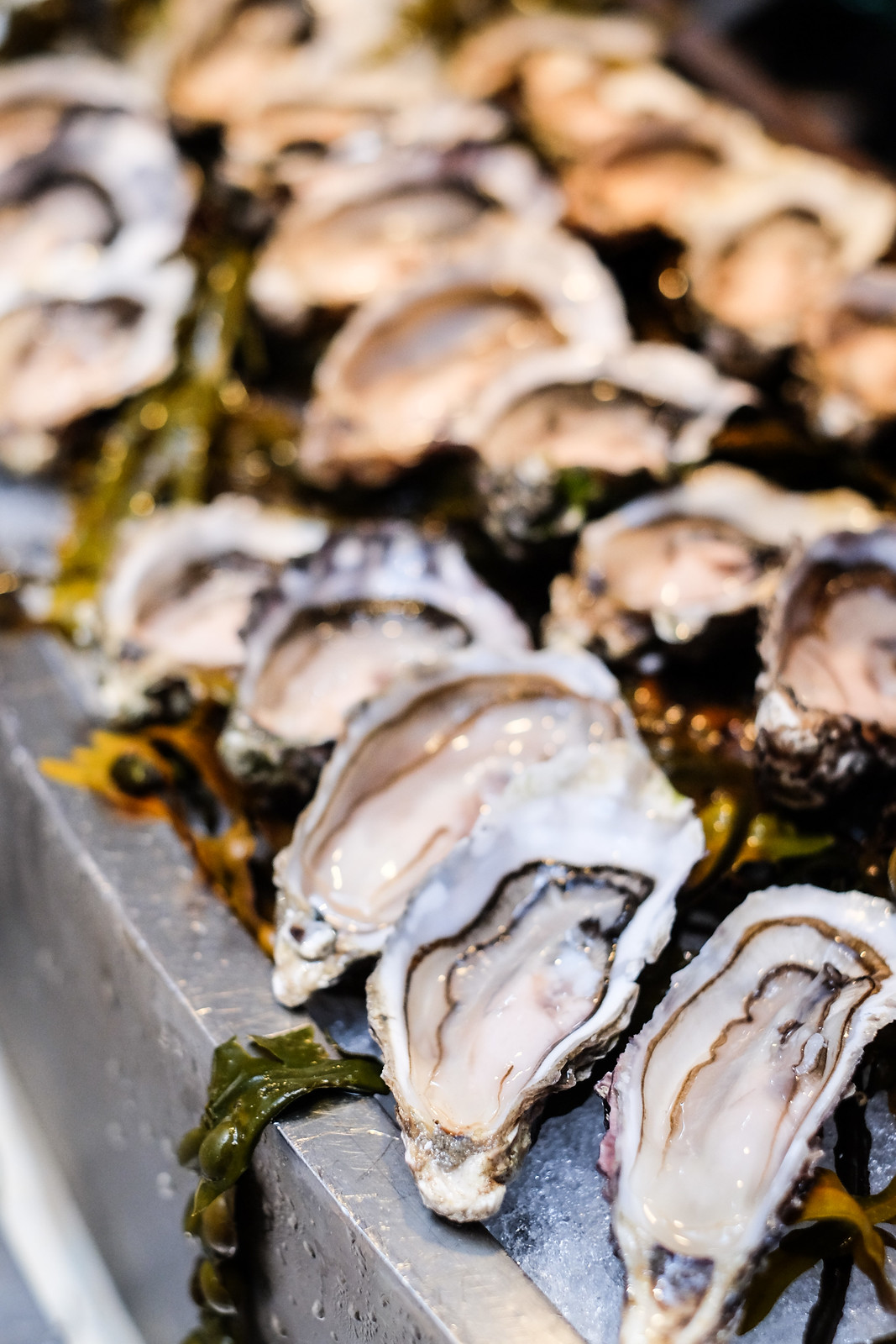 The Line: Oysters