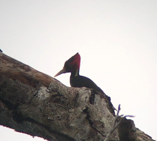 pale billed woodpecker 2