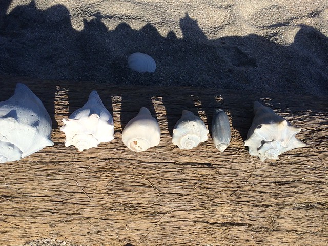 Sea Shells and Southern Homes. Botany Bay, Charleston, and to Atlanta. November 18-21, 2015.